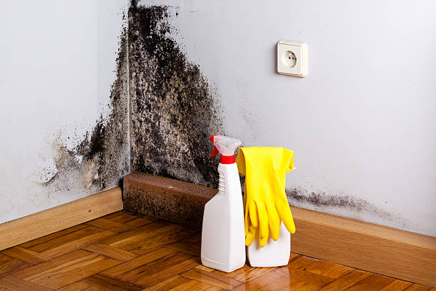 Best Attic Mold Remediation in Melwood, MD